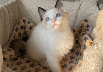Seal Bicolor Ragdoll Boy