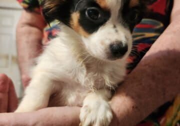 Shorkie girl 2