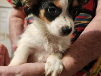 Shorkie girl 2