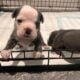 Olde English Bulldogge Puppies!