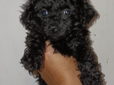 Toy Poodle