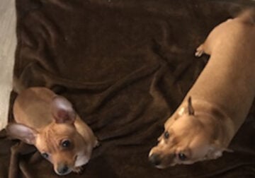 Title chihuahua Male 5 mo old