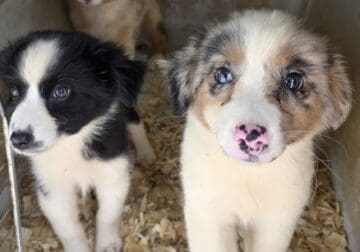 Toy, Miniature, Standard Australian Shepards