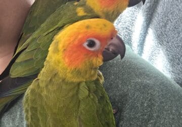 Handfed Sun Conure babies