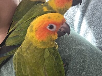 Handfed Sun Conure babies