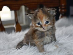 Maine coon