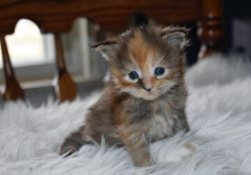 Maine coon