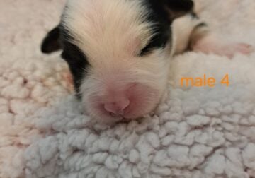 Mini aussies