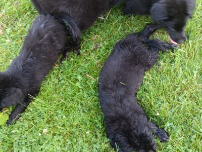 Golden Retriever Border Collie mix females