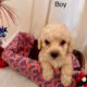 Maltipoo