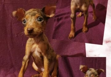 Miniature Pinscher Puppies