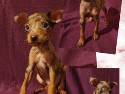Miniature Pinscher Puppies
