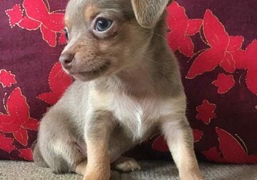 LILA Miniature Beautiful Cute Lilac Chihuahua Girl