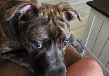 Beautiful boy needs home
