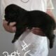 Full blooded cane corso puppies