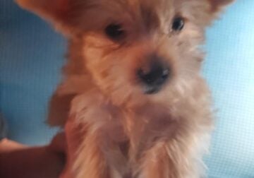 Yorkeipoo Puppies