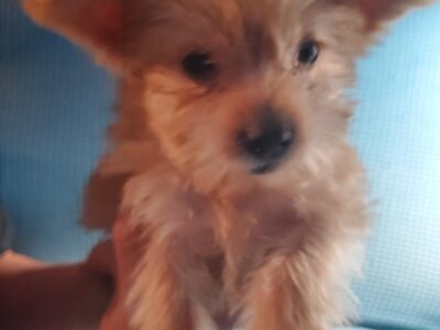 Yorkeipoo Puppies