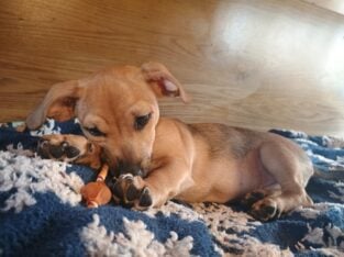 CHIWEENIE “BUDGER”