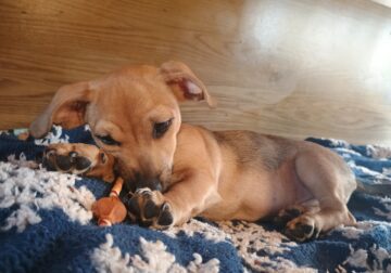 CHIWEENIE “BUDGER”