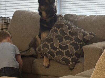 Pure bred German Shepherd