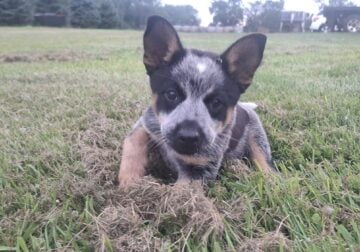 Male Blue Heeler