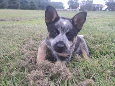 Male Blue Heeler