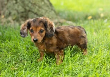 AKC Mini dachshund female puppy in Indiana (Bailey