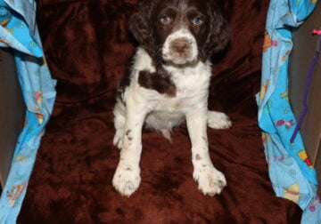 AKC Brittany Puppies 7 males 2 females