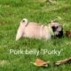 Pug puppies
