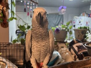 AFRICAN GREY FEMALE