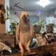 AFRICAN GREY FEMALE
