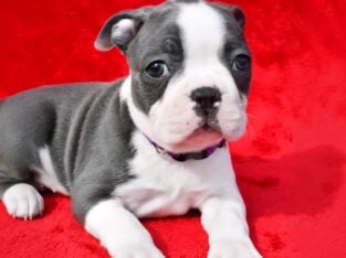 AKC Boston female