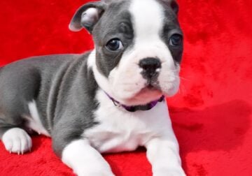 AKC Boston female