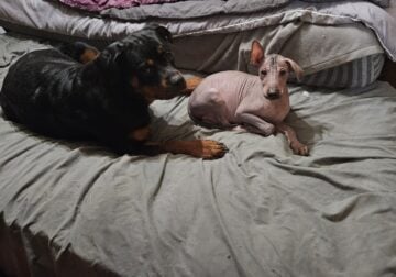Standard Xoloitzcuintli puppy