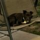 Terrier/Labrador Retriever