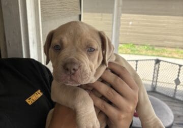 American bully puppies