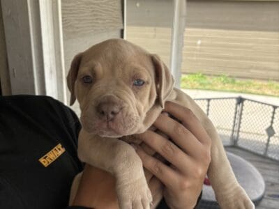 American bully puppies