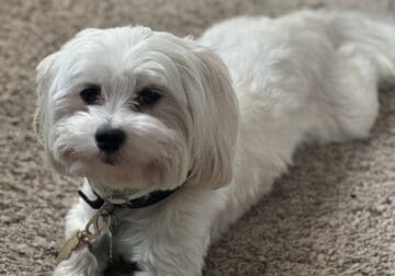 🐾 Loving Male Maltese for Sale