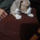 Micro Bully XL pups