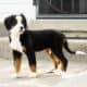 AKC Bernese Mountain female puppy Indianan (Jane)