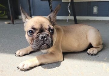 5 male French bulldog puppies for sell born 4/1/25