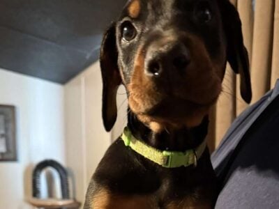 Doberman Pinscher Puppies