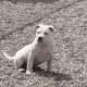 American bully pups ABKC papers. Great bloodlines