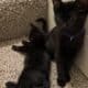 Toddler age kitten