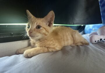 Orange and black kitten