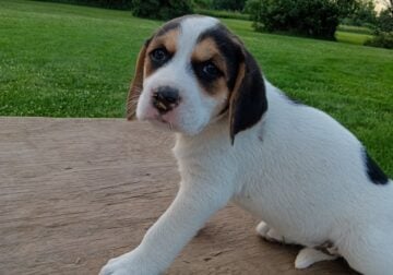 Puppies for sale
