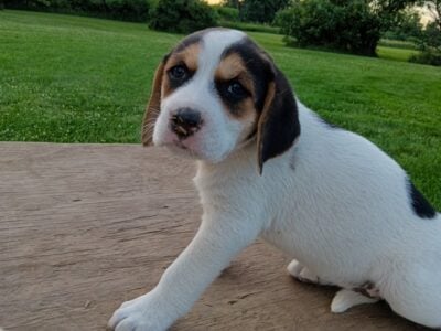 Puppies for sale