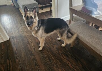 German shepherd needs new home!