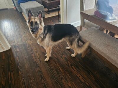 German shepherd needs new home!