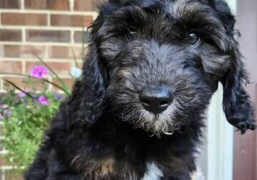 Copper – Male – Tri-Color Phantom Aussiedoodle